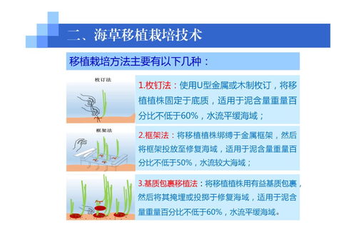海藻的移植栽培技術(shù) 從自然采集到人工種植的開發(fā)之路